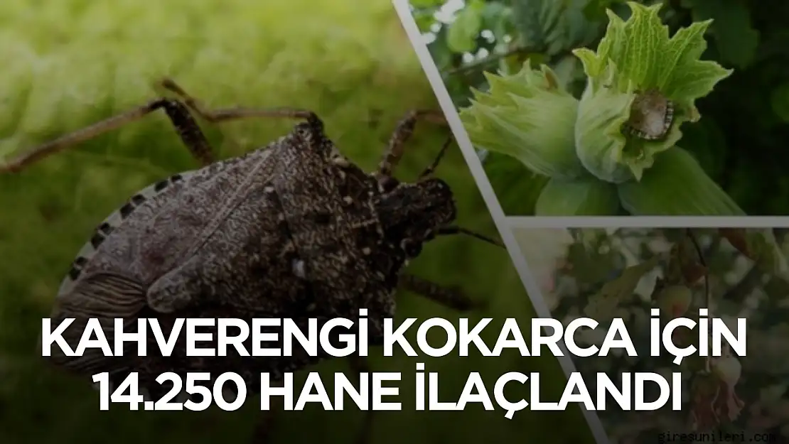 Samsun'da kokarca problemine son! 14 bin 250 hane ilaçlandı